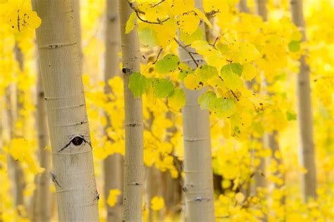 Forest Types of Michigan: Aspen